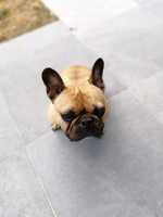 FRANSE BULLDOG LOUIS